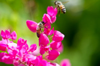 Maui Flowers with Bees Seeking Pollen