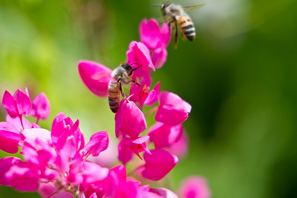 Maui Flowers with Bees Seeking Pollen