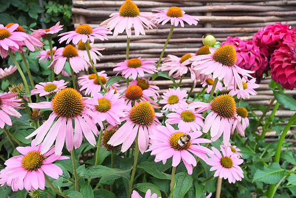 Munich Summer 2015-37