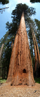 Mariposa Grove Giant Redwoods-4