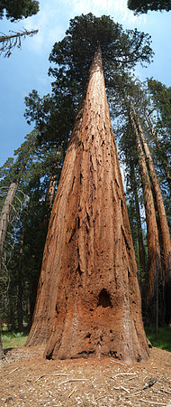 Mariposa Grove Giant Redwoods-4