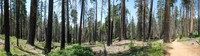 Mariposa Grove Giant Redwoods-6