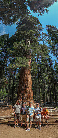 Mariposa Grove Giant Redwoods-1