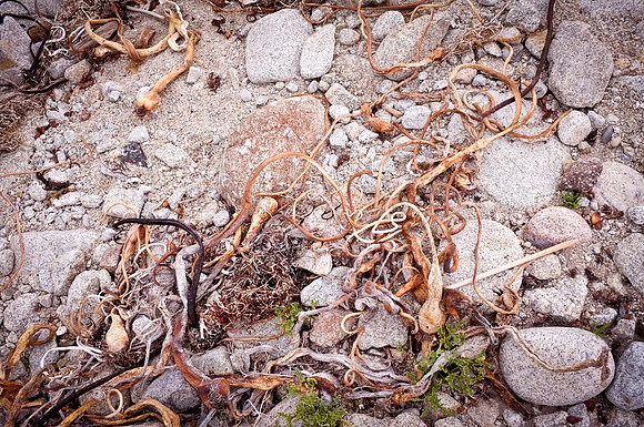 Dried Seaweed & Rocks