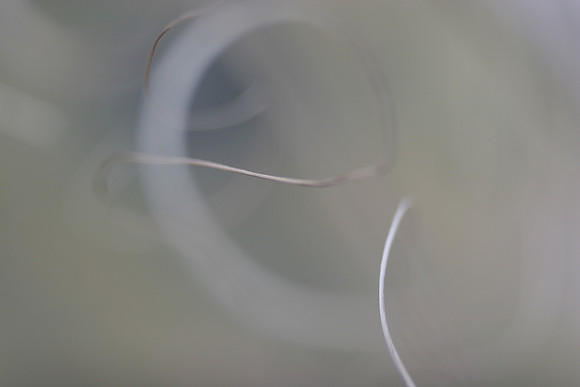 Abstract Curves