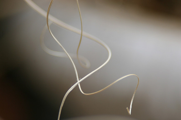 Abstract Curves