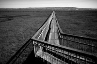 Baylands walkway-1