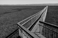 Baylands walkway-1