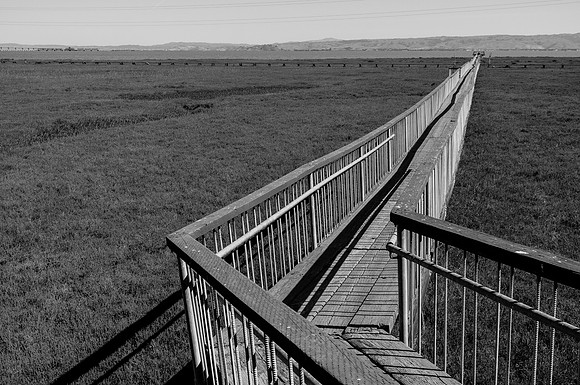 Baylands walkway-1