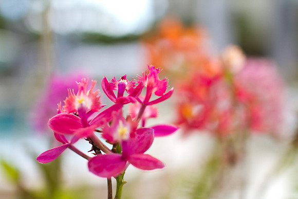 Maui Orchid 5