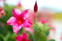 Maui Flowers-7