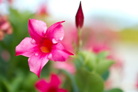 Maui Flowers-7
