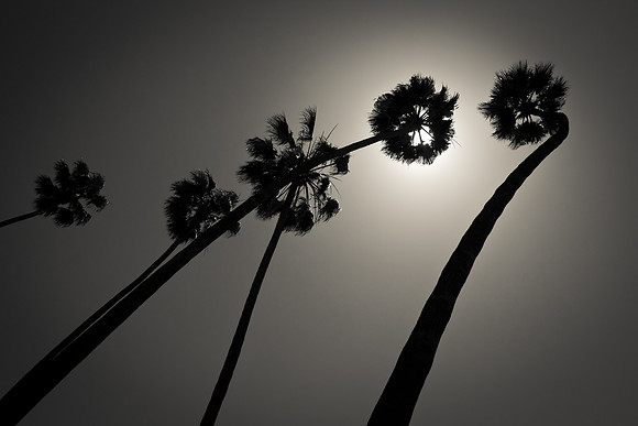 Palms Over Rose Bowl