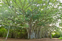 O'ahu 2011