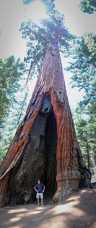 Mariposa Grove Giant Redwoods-8