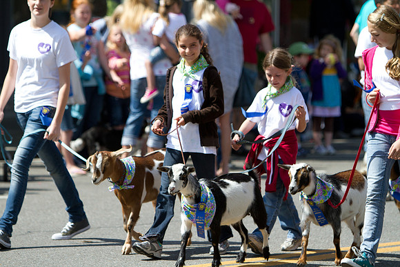 Los Altos Pet Parade 2010-12
