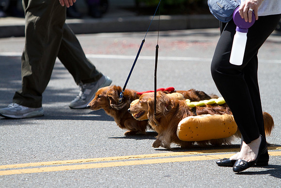 Los Altos Pet Parade 2010-8