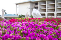 Maui Flowers-12