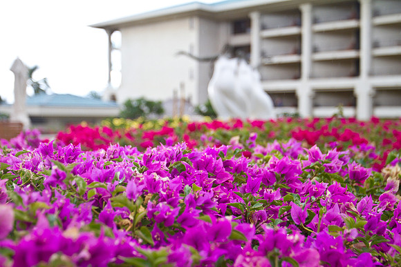 Maui Flowers-12