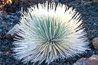 Rare Silver Sword on Mount Haleakala