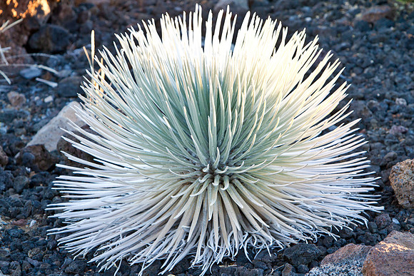 Rare Silver Sword on Mount Haleakala