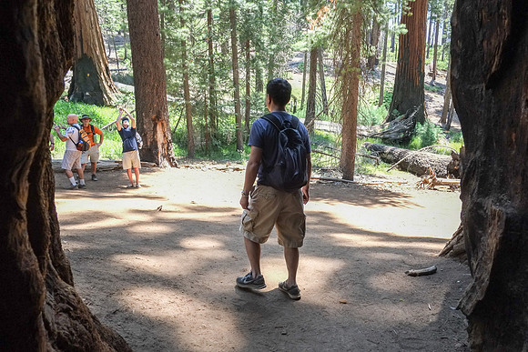 Mariposa Grove Giant Redwoods-9