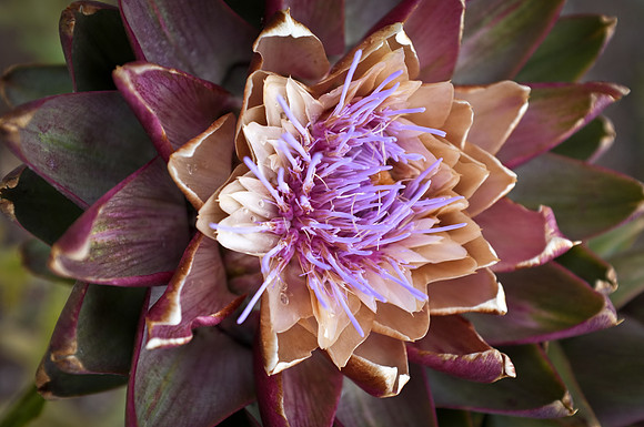 Artichoke with Fuji X100