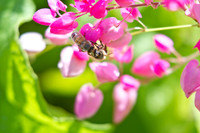 Maui Flowers with Bees Seeking Pollen