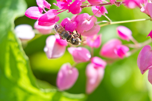 Maui Flowers with Bees Seeking Pollen