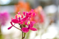 Maui Orchid 4