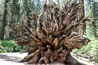 Mariposa Grove Giant Redwoods-2