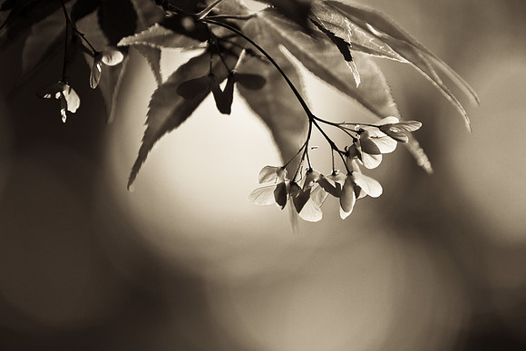 Maple Leaves Black & White