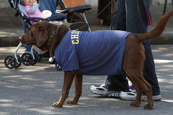 Los Altos Pet Parade 2010-16