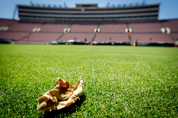 Rose Bowl Leaf