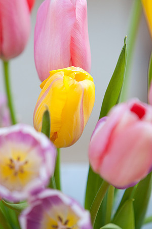 Easter Tulips