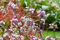 Maui Flora & Fauna Photographs