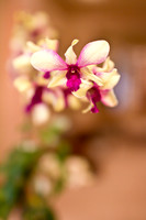 Maui Orchid 2