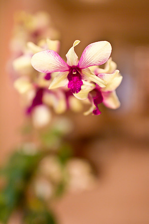 Maui Orchid 2