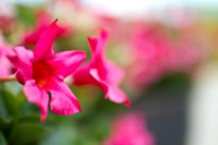 Maui Flowers-6