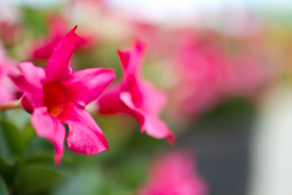 Maui Flowers-6
