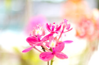 Maui Orchid 3