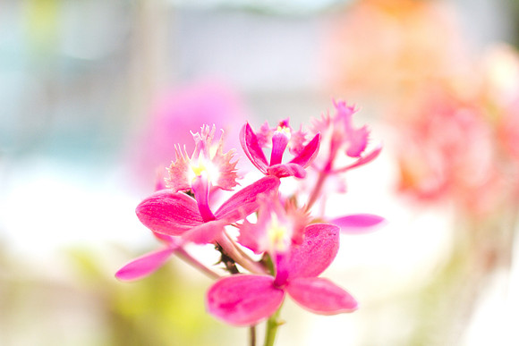 Maui Orchid 3