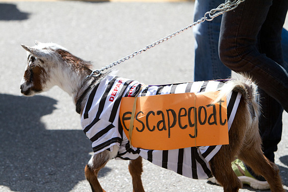 Los Altos Pet Parade 2010-13