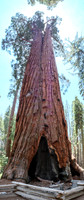 Mariposa Grove Giant Redwoods-10