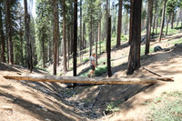 Mariposa Grove Giant Redwoods-7