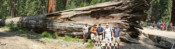 Mariposa Grove Giant Redwoods-3
