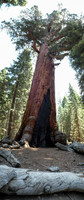 Mariposa Grove Giant Redwoods-5