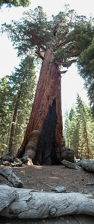 Mariposa Grove Giant Redwoods-5