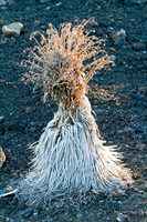 Bloomed Silver Sword on Mount Haleakala